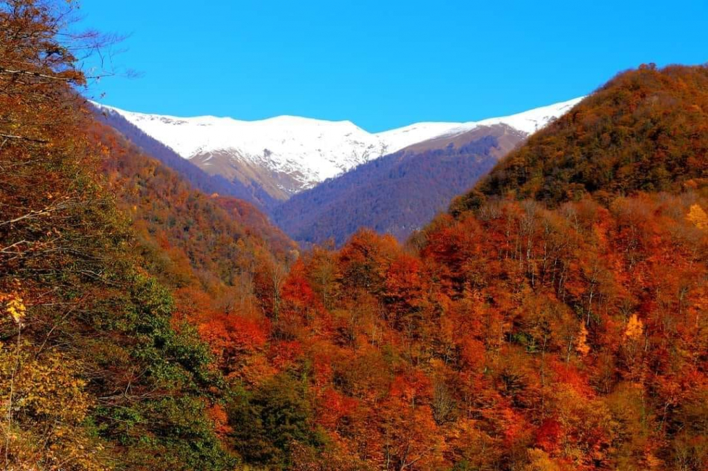 ლაფანყური