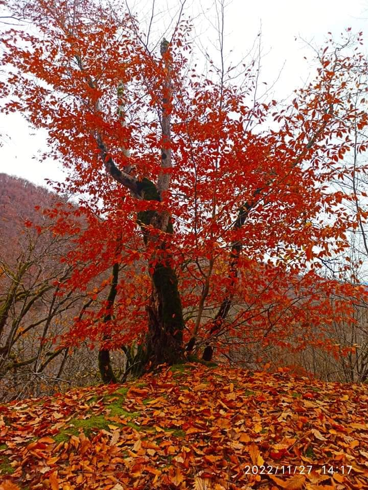 ლაფანყური