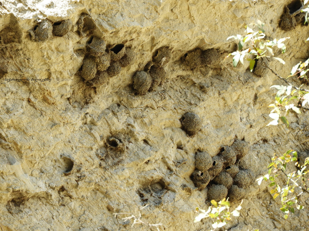 ჯიპ ტური ვაშლოვანის ნაკრძალში: მიჯნის ყურე, პანტიშარა, მერცხლების ქალაქი, დათვის ხევი და ა.შ.