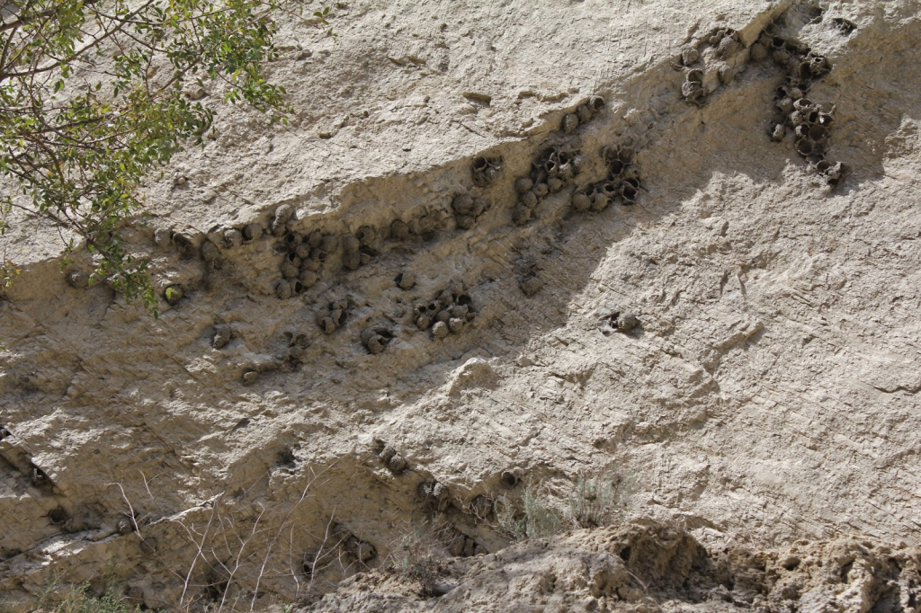 ჯიპ ტური ვაშლოვანის ნაკრძალში: მიჯნის ყურე, პანტიშარა, მერცხლების ქალაქი, დათვის ხევი და ა.შ.