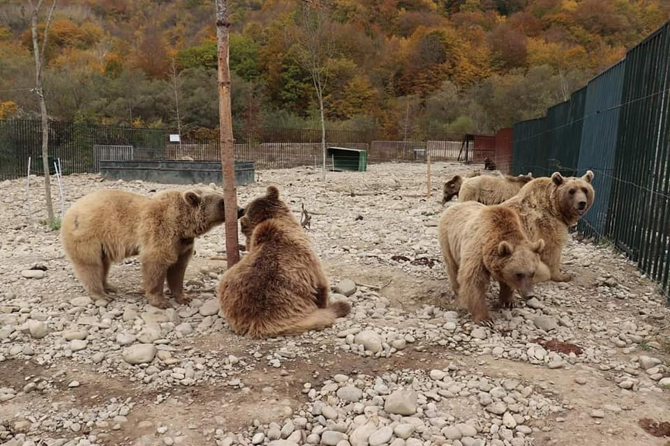 კევლიანი, მამკოდა, საბადური
