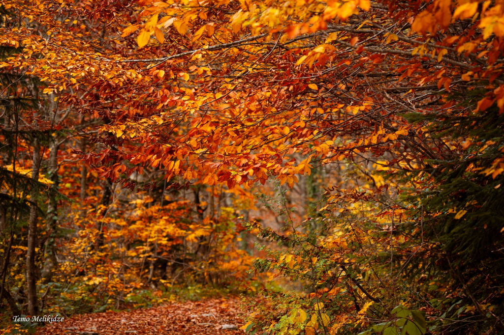 ცხრაჯვარზე ლაშქრობა -  რაჭის ტური : ბარაკონი , ნიკორწმინდა 