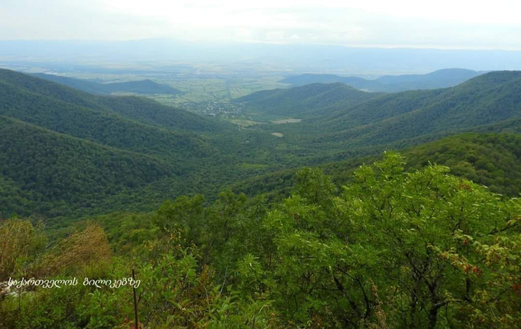 პანკისი - კვეტერა