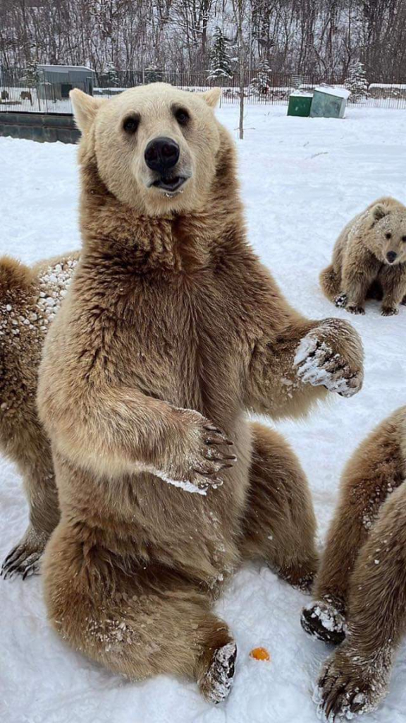 საბადურის ტყის დღიანი ტური