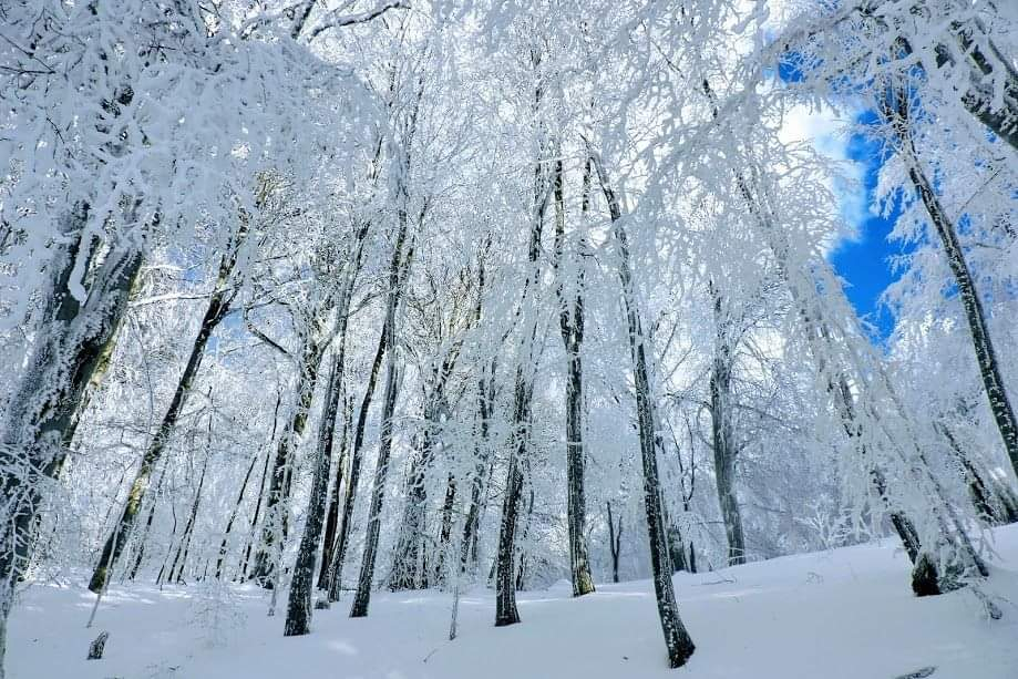 საბადურის ტყის დღიანი ტური
