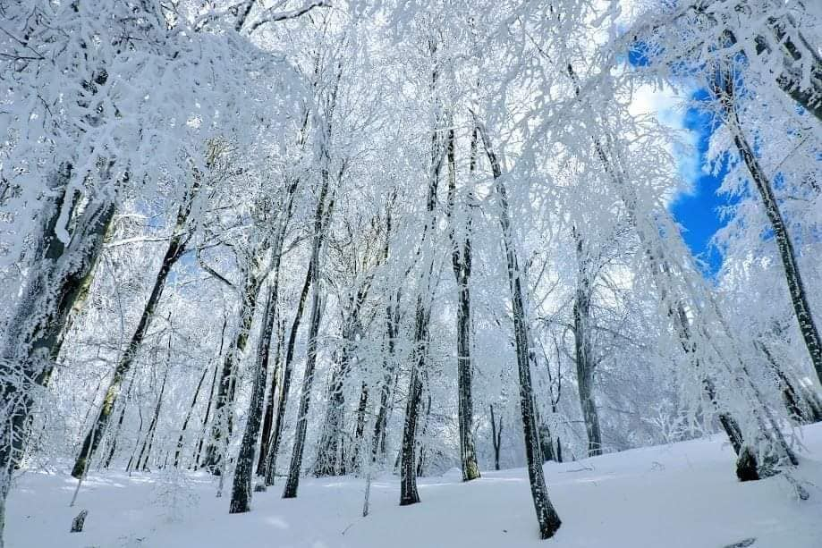 აქცია : - საბადური, დათვების თავშესაფარი, ნადოკრა