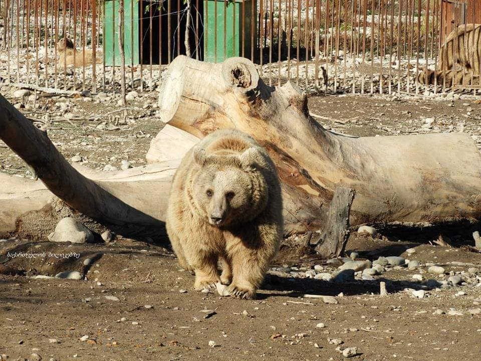 აქცია : - საბადური, დათვების თავშესაფარი, ნადოკრა