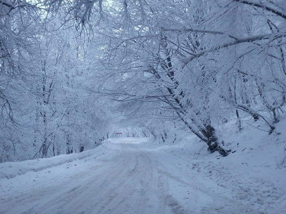 აქცია : - საბადური, დათვების თავშესაფარი, ნადოკრა