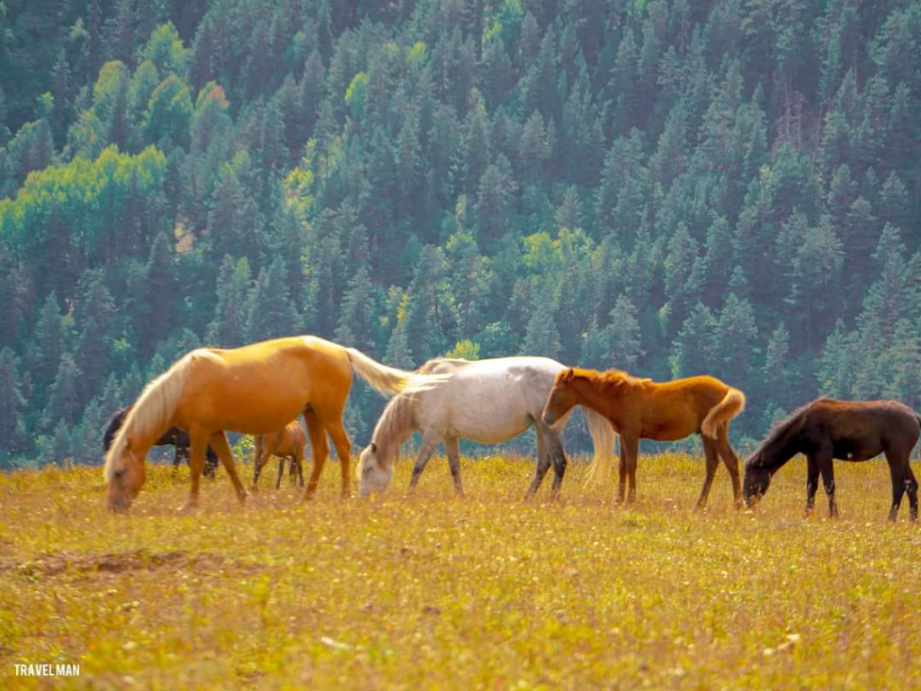 3 დღიანი დაუვიწყარი ტური თუშეთში