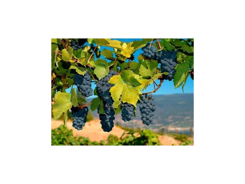 ღვინის ტური - ბოდბე -სიღნაღი